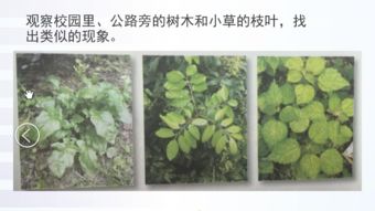 嫩产阳光又嫩输出！新梦幻彩卡吸金射手！