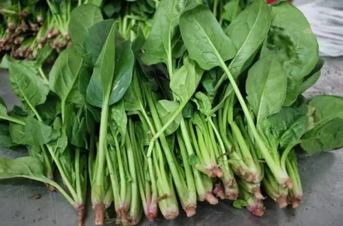 冬季畜牧饲养指南：白菜、萝卜、韭菜、菠菜的种植与管理技巧