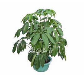 清新自然#大叶金钻绿公主#四季常绿#水培植物