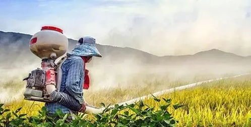 叶面喷施农药，小心植物枯萎！