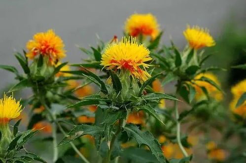 红花里长虫子，如何高效除虫