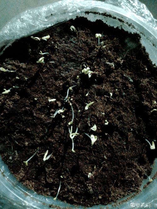 柴胡种子发芽的小秘密，省时又省力！