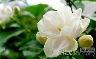 茉莉花冬季需保暖防寒