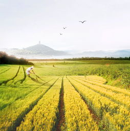 春季或夏季种植， 多年生牧草梗佳