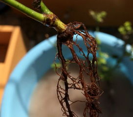 玫瑰烂根了如何挽救