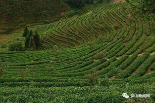 黑麦草发芽率大提升