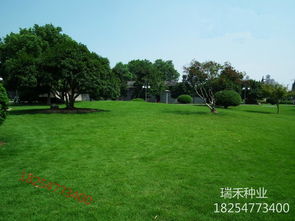 高羊茅：耐寒耐阴的草坪之星