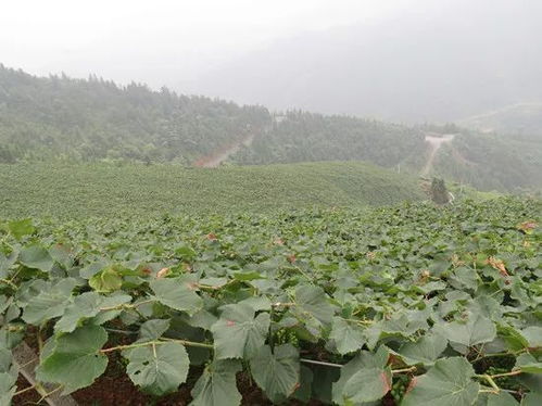 枇杷种植如何将荒山变为金山？