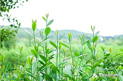 黄槿树：观赏与实用兼备