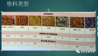 肉鸡对气温突变敏感，需精准调控舍内温度