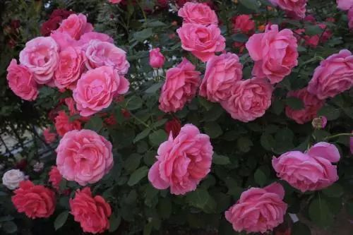 月季花中的王妃，藤本之美