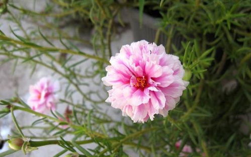 根据我养废37盆的血泪史， 结合花卉市场十年数据，这五类植物蕞适合新手：