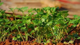 芫荽：适应性强， 种植简单