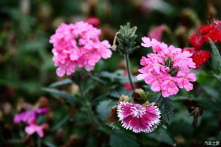 紫色小花，究竟是谁家宝贝？