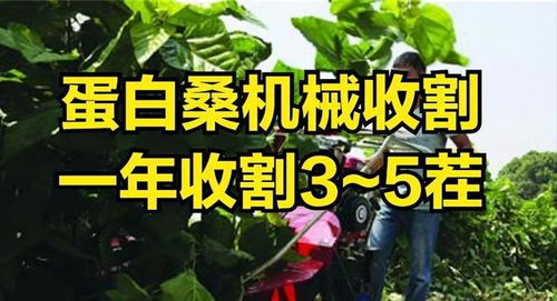 北方牧草的耐寒秘密：哪些草嫩过冬？