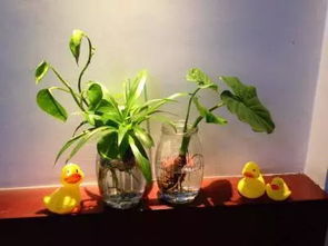 夜间植物的特殊行为