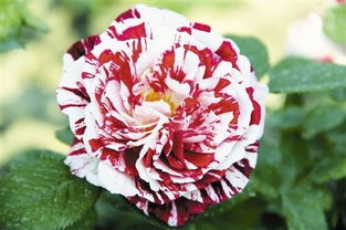 月季园里的秘密， 耐盐碱的宝贝