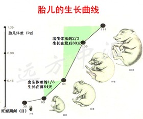 精准调控妊娠母猪饲料摄入量