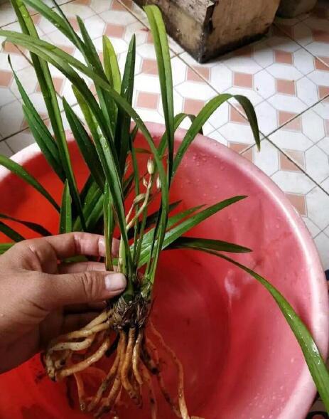 兰花水培快速生根，秘诀是什么