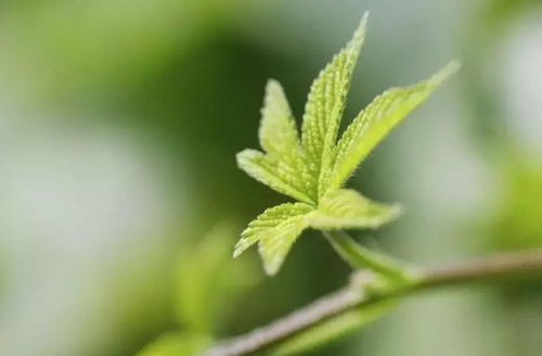 迎春花修剪后的施肥