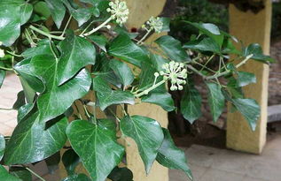 常春藤：历史悠久的绿色信使