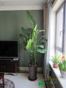 西安绿植租赁租摆， 为空间注入自然气息