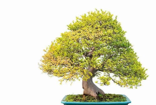 榔榆用作盆景，其独特造型是何原因