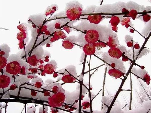 白梅花开，价格涨涨涨？2025年行情揭秘