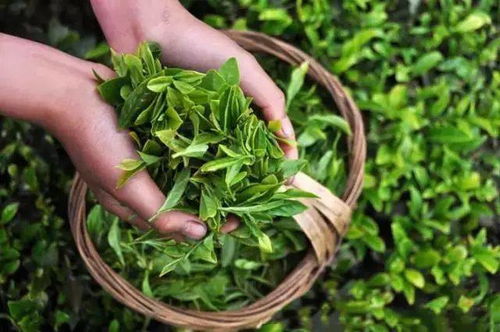叶茂香茶叶价格一览：宜兴阳羡茶叶一公斤多少钱？