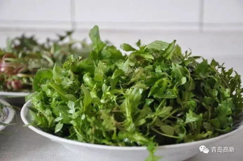 “识野菜，辨功效