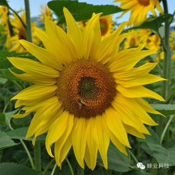 蜜蜂是社会性昆虫，以采集花蜜、花粉为食