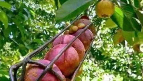 这些方法也比较简单， 只要找到正常的，没有虫害的枝条就Ke以