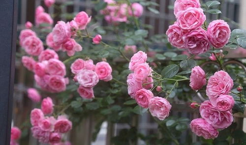 藤本特性：柔美又坚韧