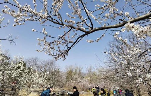 零下30℃的挑战：寻找耐寒植物伴侣