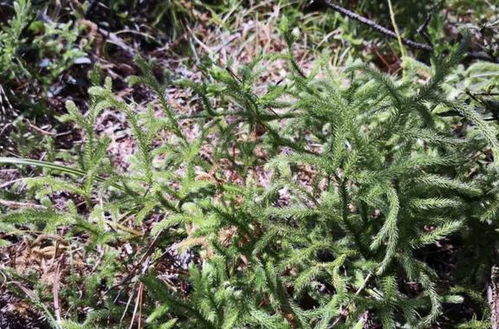 松树的珍贵品种