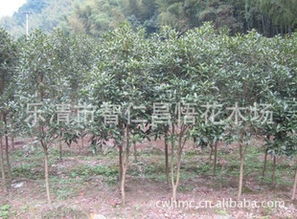 桂花树苗， 价格大揭秘