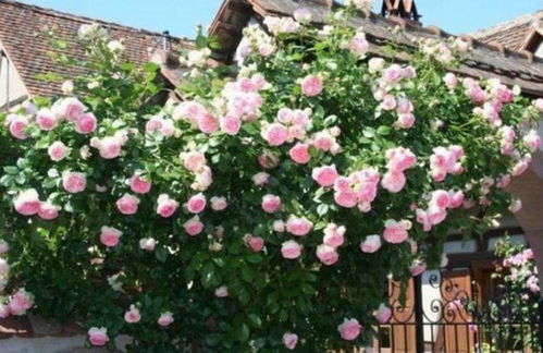 藤本月季：花开好kan， 养护简单