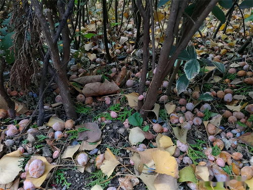 银杏果一斤多少钱？新鲜的和干的价格差异大吗