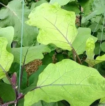 浇水不当，叶子黄得快