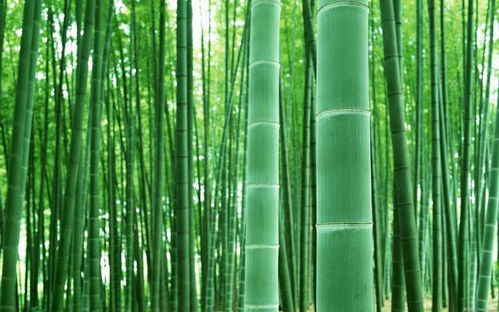 请问有哪些适合家养的竹子种类，能否推荐四种适合室内养护的竹子呢