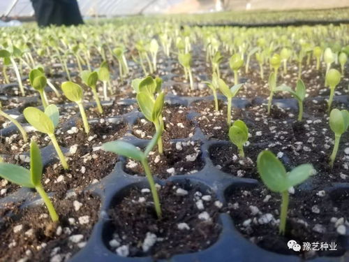 如何省3年育苗期，避免踩坑？