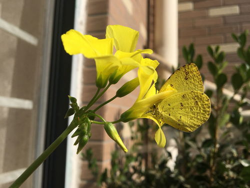 盆栽小黄花，租房族的福音