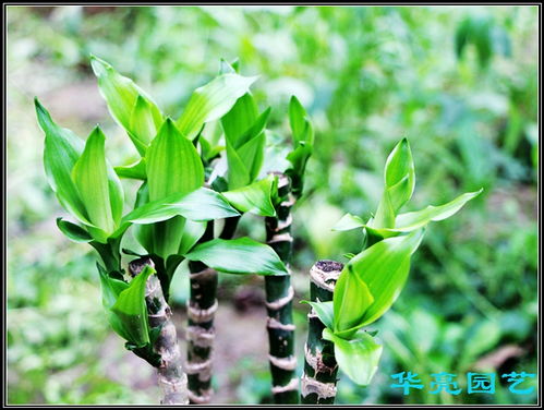 竹子籽发芽为何这么慢呢？