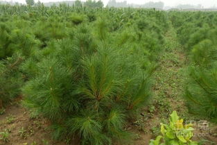 播种前种子需要消毒和催芽处理吗？