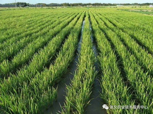 盐碱地种植的挑战