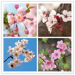 四季花开， 美丽无限