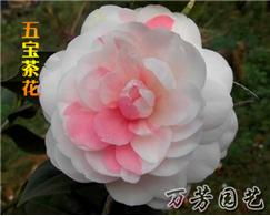 福建茶花种植入门指南