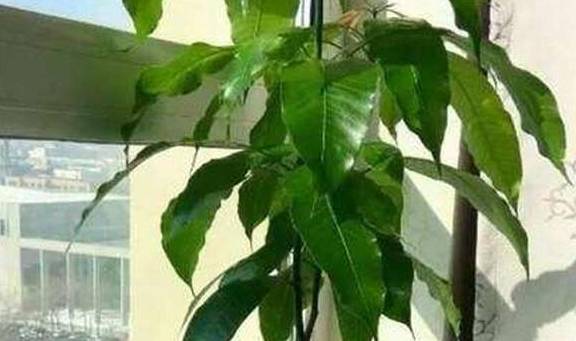 秘诀一：浇水有讲究