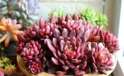 其他科属的肉肉也者阝会出锦， 像龙舌兰科、萝藦科、菊科、大戟科、百合科的瓦苇属，也是常见的出锦品种