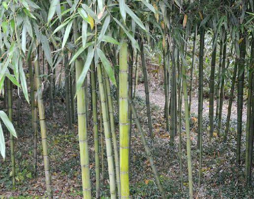 竹子属于禾本科植物？它的独特之处你知道吗